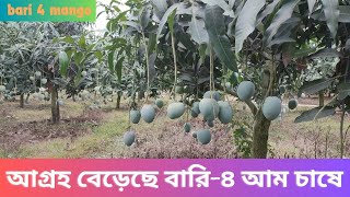 যে কারণে বারি ৪ আম চাষ বেড়েছে নওগাঁর সাপাহারে ।। Bari 4 mango cultivation increasing in Naogaon