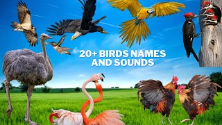 Learn Bird names and sounds for kids | 25+ Birds videos for kids | Different types of birds