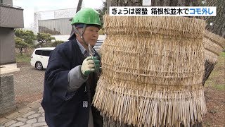 箱根松並木でコモ外し　３月６日は啓蟄