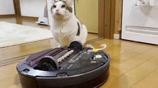 子猫のときからお世話になっていたルンバが・・・