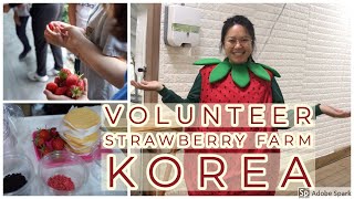 VOLUNTEER ON A KOREAN FARM | BUDGET TRAVEL