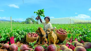 Harvesting Red Beetroot Goes To Market Sell - Beetroot Soup, Farm, Daily Life | Tieu Lien