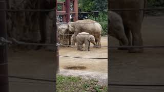 2021年9月26日#上野動物園#象#アルン#ウタイ#生後11ヶ月##