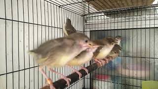 Ciblek Jantan Anakan Ngriwik Part 2