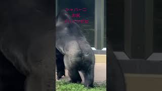 シャバーニお尻プリケツだね＃shorts ＃ゴリラ　＃シャバーニ　#東山動植物園