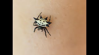 Quick ID - Spiny Orb Weaver Spider. A small spiky spider.