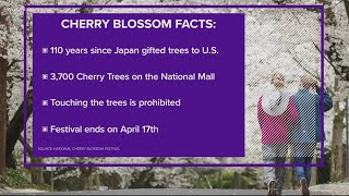 Cherry Blossom Festival facts