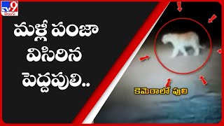 మళ్లీ పంజా విసిరిన పెద్దపులి.. || Operation Tiger in Kakinada - TV9