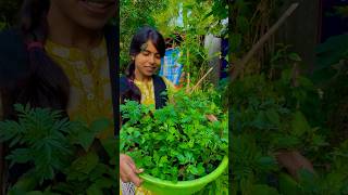 এতো ফুল গাছ কি করবো flowers plants