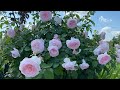 Olivia Rose Austin what a perfectly flowered, resistant, hardy bush in a soft pink blooming flowers