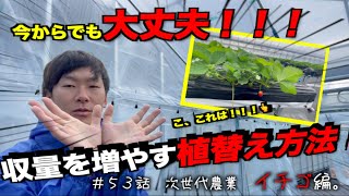 いちごの育て方！今からでも遅くない。収穫量を増やす必殺！植え替えについて。｜萎黄病。｜いちご農家の１日。