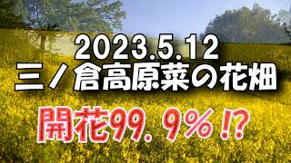 2023.喜多方『三ノ倉高原菜の花畑』が満開です‼