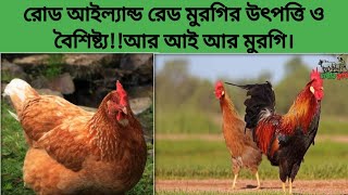 রোড আইল্যান্ড রেড মুরগির উৎপত্তি ও বৈশিষ্ট্য|আর আই আর মুরগি|RIR Morgi