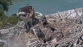 Captiva Osprey Cam | BigBob aggressive on siblings, Let me eat first first | Mar 08, 22