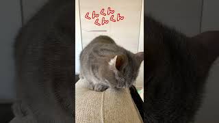 ソファーの匂い嗅いだらたまらなかったねこ　#shorts  #フレーメン反応