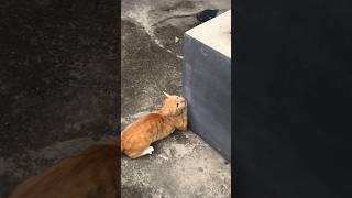 Bahaya pakai kalung kucing #catlover #cat #kucinglucu #kucing #viral #catvideos