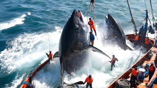 Revealing the art of catching billions of fish with nets, fishermen catch giant tuna at sea