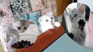 My cats between 50 and 60 days - When should the kitten be decapitated?