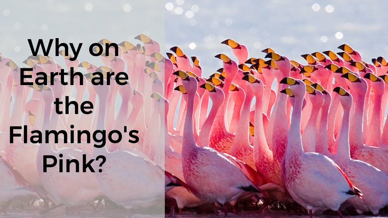 Why Are Flamingo Pink The Science Behind Why On Earth Youtube