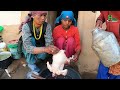 this is himalayan nepali village lifestyle white big chicken in hari rokaya s village kitchen