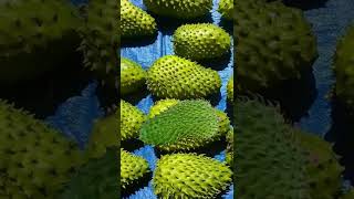 Soursop #shorts #fruits #soursop #trending #viral #satisfying #fyp #cupcat #funplay