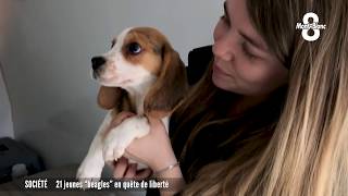 21 beagles sauvés des laboratoires