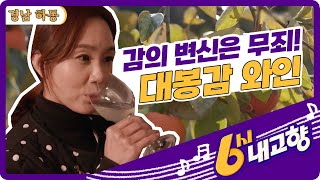 감의 변신은 무죄, 대봉감 와인! - 경남 하동 [6시 내고향] | KBS 211125 방송