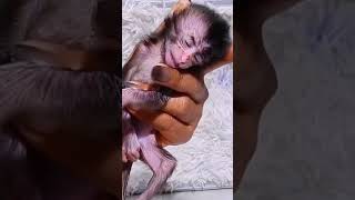 Monkeys Baby SOS OMG