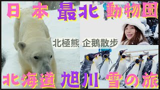 北海道自由行❄️「4⃣️」｜日本最北旭山動物園｜冬季限定企鵝散步｜大雪中看搖搖晃晃的可愛走姿，心都萌化了｜調皮的北極熊時不時故意嚇人！類人猿與人類相似度真的好高，震撼｜旭川的夜晚很浪漫