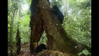 Sun Bear Roles | Sun Bears are Forest Doctors \u0026 Forest Planters | BSBCC