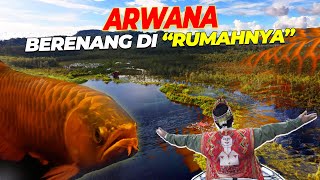 #3  MELIHAT ARWANA BERENANG DI \