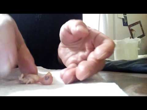 Hand Feeding a 4 Day old Baby Budgie Hand Feeding a 4 Day old Baby Budgie