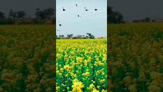 সরিষা ফুল | বাংলাদেশ | Mustard Flower | flowers | Beauty of Bangladesh | Nature Beauty| Vlogs |Video