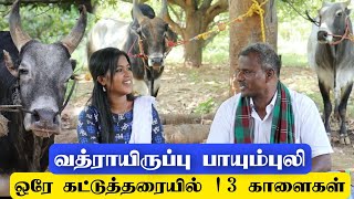 கம்பீரமான வத்திராயிருப்பு காளைகள்... ஒரே விவசாயி வளர்க்கும் 13 காளைகள் / நந்திமாதியே இருக்கும் காளை