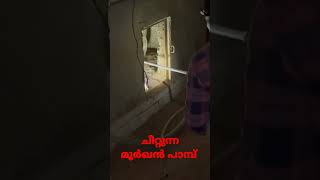 ചീറ്റുന്ന മൂർഖൻ പാമ്പിനെ നിങ്ങൾ കണ്ടിട്ടുണ്ടോ