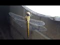 wandering glider dragonfly gets pestered by small flying insect