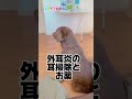 ラブラドールの通院でハスキー達ブチ切れ シベリアンハスキー shorts dog 大型犬多頭飼い