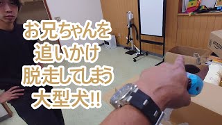 大好きなお兄ちゃんを追いかけ脱走してしまった大型犬。ゴールデンレトリバーティト