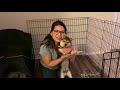 diy puppy playpen