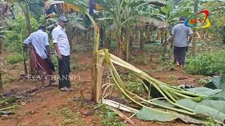 കോതമംഗലം താലൂക്കിലെ കീരംപാറ പഞ്ചായത്തിൽ കാട്ടാന കൂട്ടത്തിന്റെ വിളയാട്ടം.