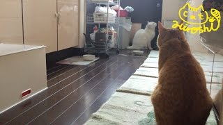 茶トラ猫「ひろし」兄猫を心配し…ちっ違う！餌を皿狙っている〜！