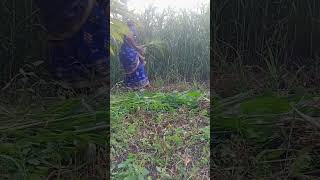 விவசாயம் பிடிக்கும் #agriculturelife #விவசாயம் #vivasayi #agriculture #vivasayam