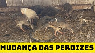 Mudança das perdizes chuckar/ juntando todos os filhote dessa temporada