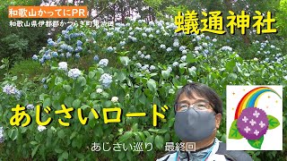 あじさいロード　あじさい巡り最終回【和歌山かってにＰＲ】第222回「蟻通神社」2022年7月3日　ニュース速報