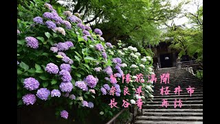 紫陽花満開　奈良県　桜井市　長谷寺　再訪　写真紀行　2021