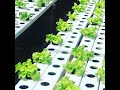 Hydroponic lettuce production