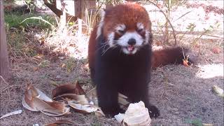 クスクスに初物のたけのこをプレゼント★到津の森公園