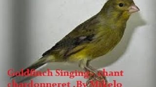 Best chant chardonneret Goldfinch male with the female Belgian canary 2017