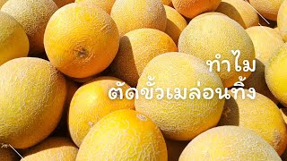 ทำไมไม่ไว้ขั้วเก็บและแพ็คเมล่อนที่อิสราเอล | Kai Garden Tips