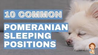 What Does Your Pomeranians Sleeping Position Mean